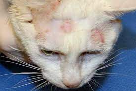 Area rontoknya bulu kucing juga bervariasi. 11 Penyebab Bulu Kucing Rontok Kenali Sejak Dini Kucingklik Com