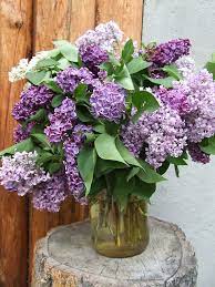 Borrowed Lilacs Purple Flowers Beautiful Flowers Pretty Flowers
