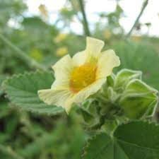 Premium Sida cordifolia Extract Supplier in San Diego