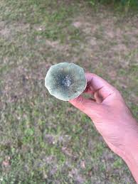 Image result for Russula perlactea