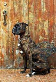 Boxer Dog Black And Brown Puppy Week Twenty One Brown Brindle Boxer Beautiful Dogs Boxer Dogs