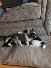 Twanas pk puppies come from beautiful well bred. Shih Tzu Puppies Co Durham The Y Guide