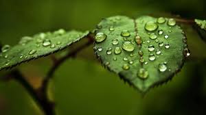 Water Drop On Leaf Wallpapers 3d Hd Nature Wallpapers Mobile Nature Wallpaper Hd 3d 1920x1080 Download Hd Wallpaper Wallpapertip Why are 3d wallpapers so popular?