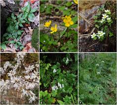 Image result for Triumfetta setulosa