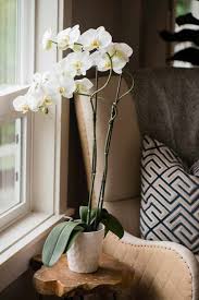 Distinguishing between an orchid flower spike and a root. A Beginner S Guide To Orchid Care Ten Acre Baker