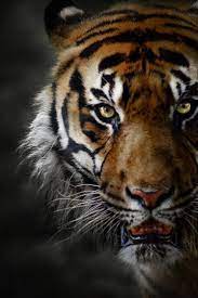 Tiger Vs Wolf Fight Siberian Tiger Vs Gray Wolf Who Would Win In 2021 Wolves Fighting Elephant Rescue Siberian Tiger