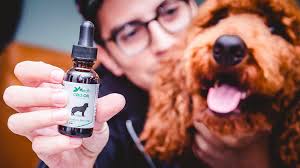 Buy cbd oil products for your pets: Cbd Oil For Dogs 5 Things You Should Know Before Giving It To Your Best Friend Modern Dog Magazine