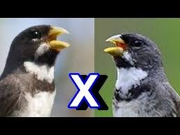 Canto Do Tui Tui Zero Zero Coleiro Tui Tui Viviti Video Com 2 Horas De Canto Youtube Canto Youtube Edicoes