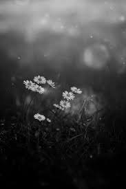 Black And White Wallpaper Tumblr Aesthetic Tumblr Black Lockscreen Cuteanimals Black And White Landscape Black Aesthetic Wallpaper Black And White Aesthetic