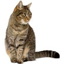 Tabby Cat Transparent Background Image Free Png Images