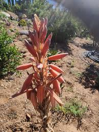 Image result for Aloe aculeata × globuligemma