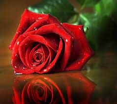 اجمل صور الورود الحمراء
