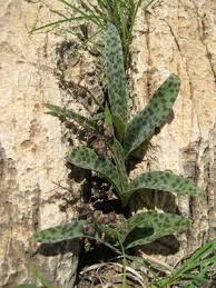 Image result for Ledebouria revoluta