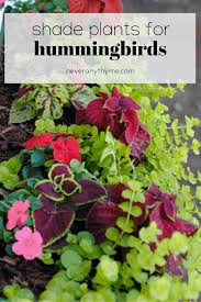 Simply fill the container with warm or hot water, add one cup of table sugar or one box of wbu hummingbird nectar (3017), replace the lid and shake until the sugar is dissolved. Shade Plants To Attract Hummingbirds Never Any Thyme Plants To Attract Hummingbirds How To Attract Hummingbirds Shade Plants