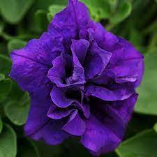 Love The Color Wave Petunias Petunias Purple Flowers