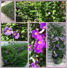 Image result for Thunbergia racemosa