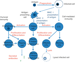 Developmental Hematology Section I Neonatal Hematology