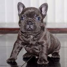 The french bulldog is nicknamed frenchie. French Bulldog Archives Page 88 Of 113 Dogs Breeds And Everything About Our Best Friends