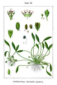 Image result for Limosella capensis