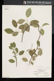 It is a sturdy perennial vine that may have twining, woody stems that are 30 feet (9.1 m). Collected On This Day Mason Heberling