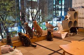 Pay Purr Pet At Japan S Cat Cafes Pet Cafe Cat Cafe Japan Dog Cafe
