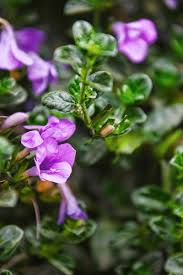 Image result for Barleria