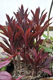 Check spelling or type a new query. Cordyline Fruticosa Baby Doll Ti Plant Good Luck Plant Hawaiian Ti Plant Hawiian Ti Ti Plant North Carolina Extension Gardener Plant Toolbox