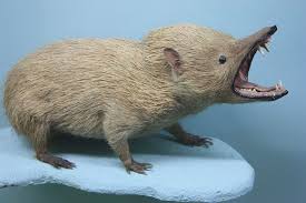 We did not find results for: Animals That Start With T List Of Amazing Animals Beginning With T