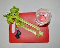 Check spelling or type a new query. How Plants Grow Celery Experiment Growing Chefs