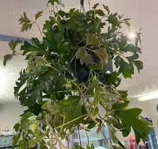 Image result for Rhoicissus