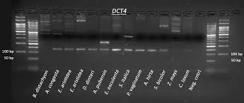 Image result for Danthoniopsis dinteri