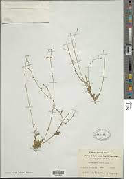 Image result for Schwenckia americana