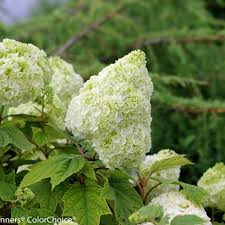 Image result for Hydrangea quercifolia