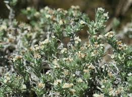 Image result for Pseudognaphalium oligandrum