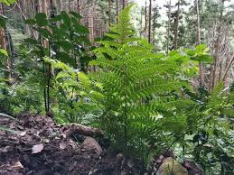 Image result for Diplazium humbertii