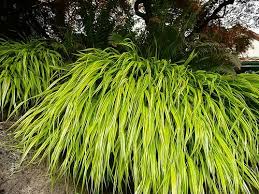Image result for Microchloa afra