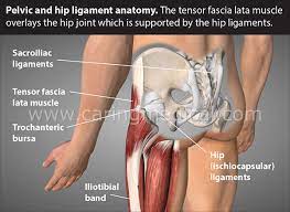 These muscles, including the gluteus maximus and the hamstrings, extend the thigh at the hip in support of the body's weight and propulsion. Why Physical Therapy And Yoga Did Not Help Your Low Back Pain Caring Medical Florida