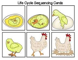 Chicken Life Cycle Pack Including Journals Labeling Pages And More Chicken Life Cycle Life Cycles Chicken Life