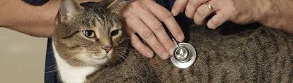 This way you can ensure the product will not. 6 Benefits Of Hemp For Cats Canna Companion