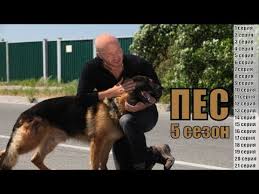 смотреть сериал пес 4 сезон все серии в хорошем качестве Pes 5 Sezon 1 2 3 4 5 6 7 8 9 10 11 12 13 14 15 16 17 18 19 20 21 Seriya Syuzhet Youtube