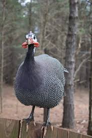 Guinea Fowl Birds That Look Like Turkeys Pin On Guinea Fowl