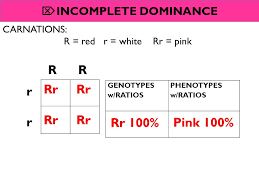 Beranda / punnett square incomplete dominance worksheet answer key : 11 2 More Punnett Square Problems Complete Punnett Squares To Show The Probable Outcomes Of Each Situation Highlight The Assigned Parental Phenotypes Identify Ppt Download