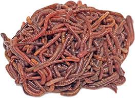 Compost Wurmer Acheter 250 500 1000 Pcs Lumbricidae Ver Humus Amazon Fr Jardin