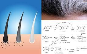 I capelli biondi si trovano nelle persone che hanno uno scarso livello di un pigmento scuro chiamato eumelanina.i capelli biondi possiedono molteplici variazioni di tonalità, dal biondo platino al biondo ramato, passando per il biondo cenere, sino al biondo scuro tendente al castano. Invecchiamento Come Cambia Il Colore Dei Capelli Scienzintasca