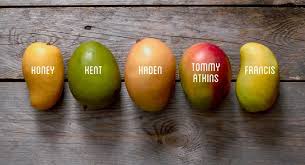 Also, the texture suits the mango for certain recipes, he said. Mango Board On Twitter The Honey Mango Also Called Ataulfo Mangos