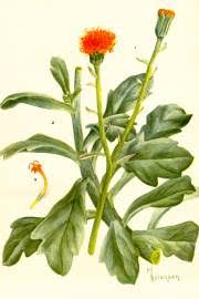 Image result for Kleinia abyssinica