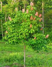 Horse Chestnut Seeds How To Grow A Horse Chestnut Tree Dummer 绿手指 最专业的养花app