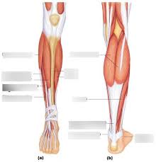 Lower Muscles Diagram Wiring Diagrams