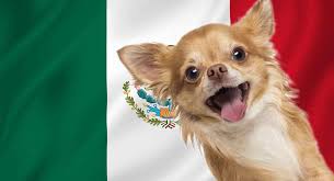 Any dog would be lucky to have one of these beautiful names. Mexican Dog Names Find The Best One For Your Pup