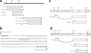 Image result for White 1998 AAV